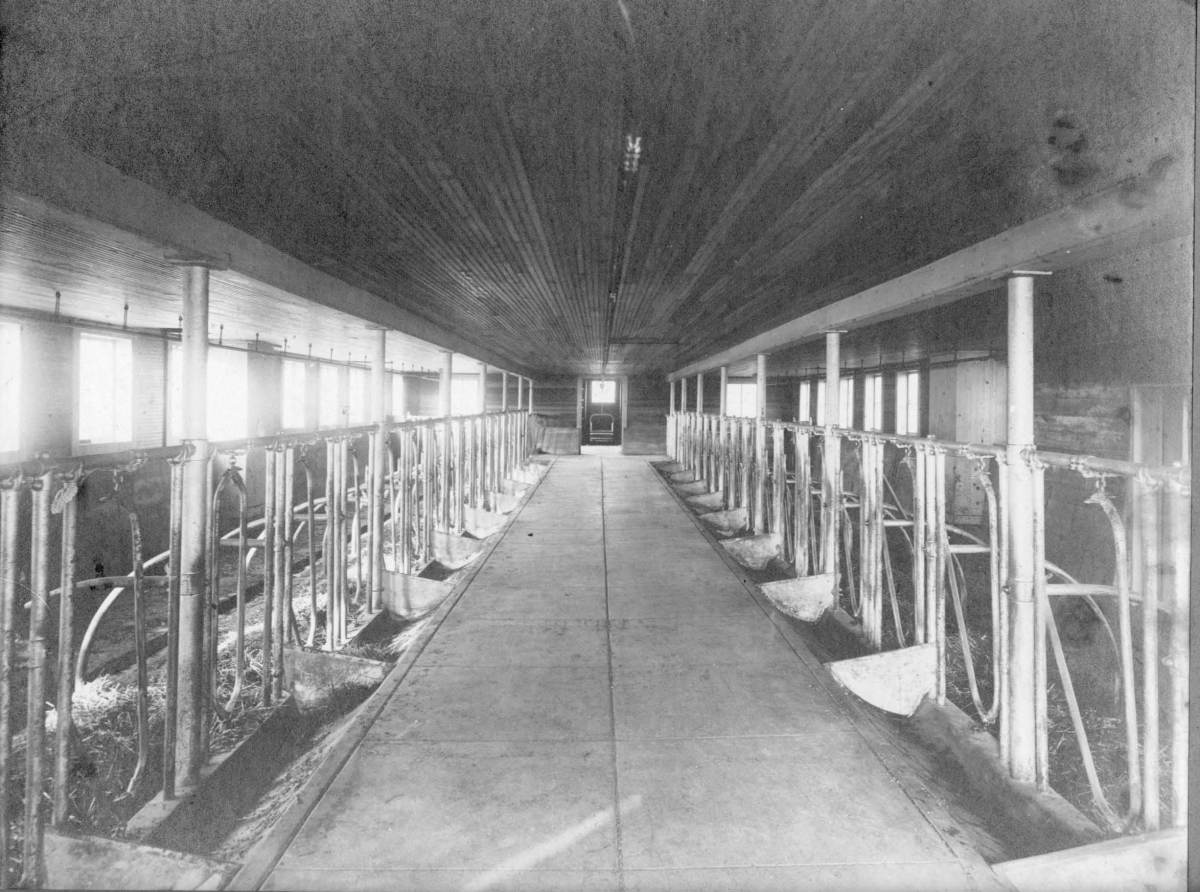 Green farm - new barn interior