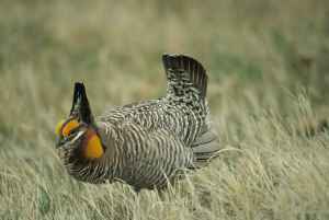 greater-prairie-chicken-tympanuchus-cupido