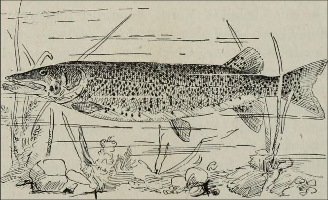 muskellunge