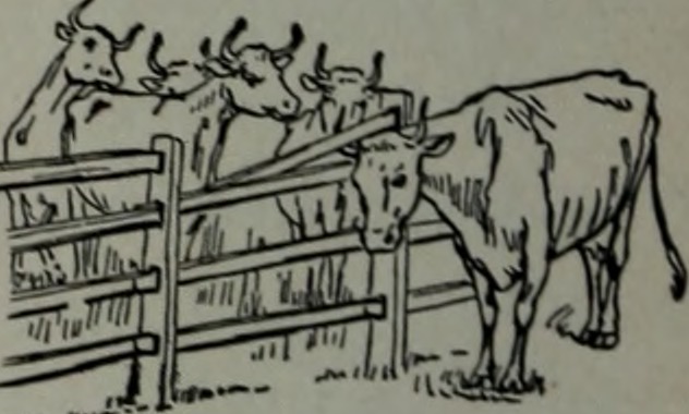 cows