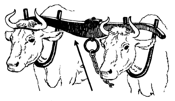 oxen