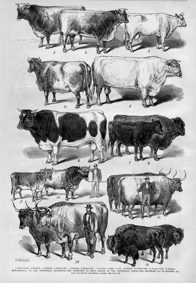 Durham cattle