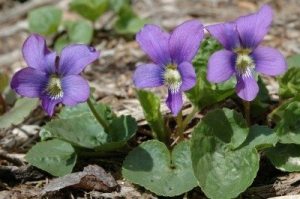 violets